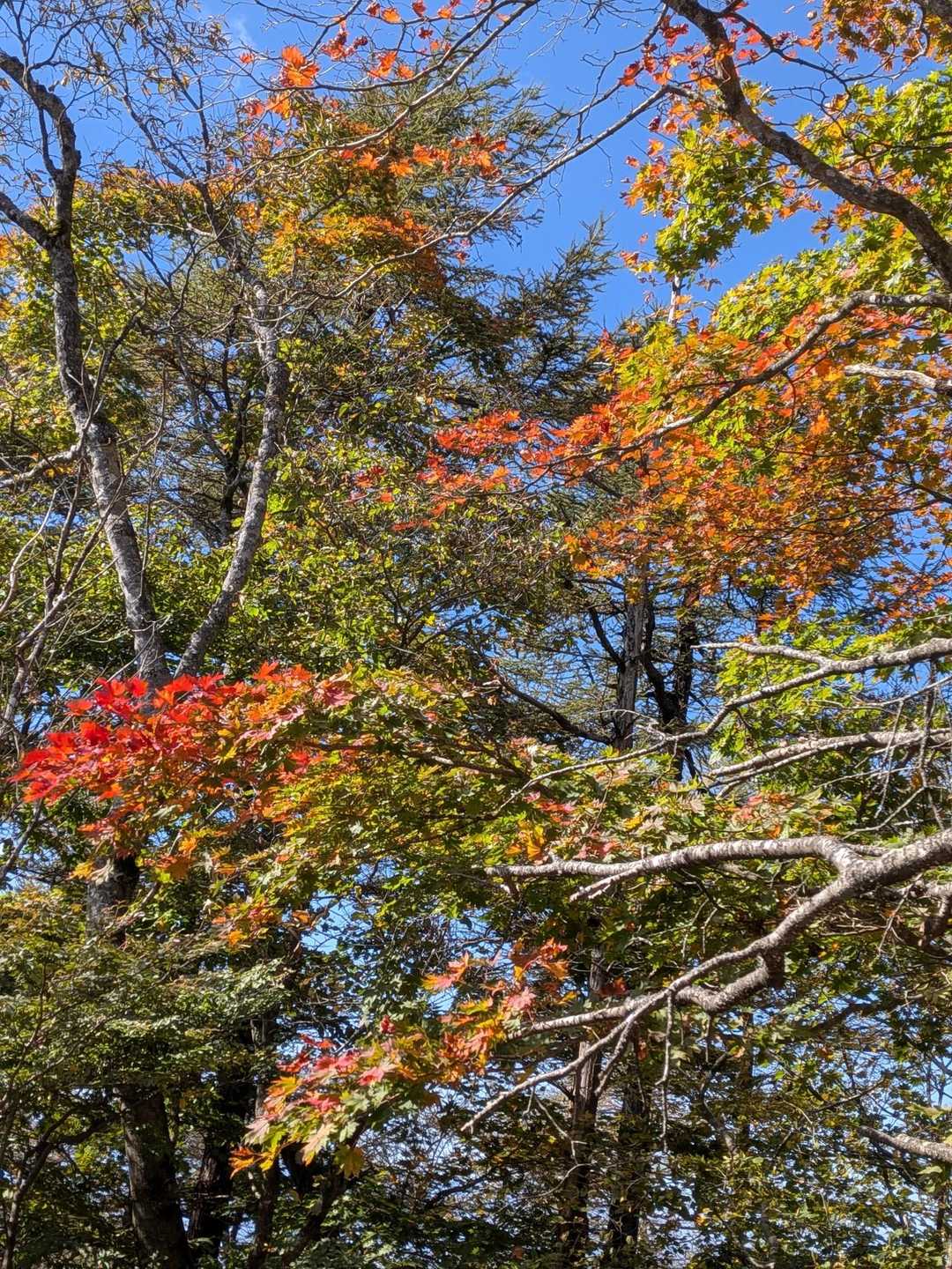 御坂峠-カネ山-御坂山-観音平山-旧御坂峠-コブ岩ノ頭-御 縦走コースの写真