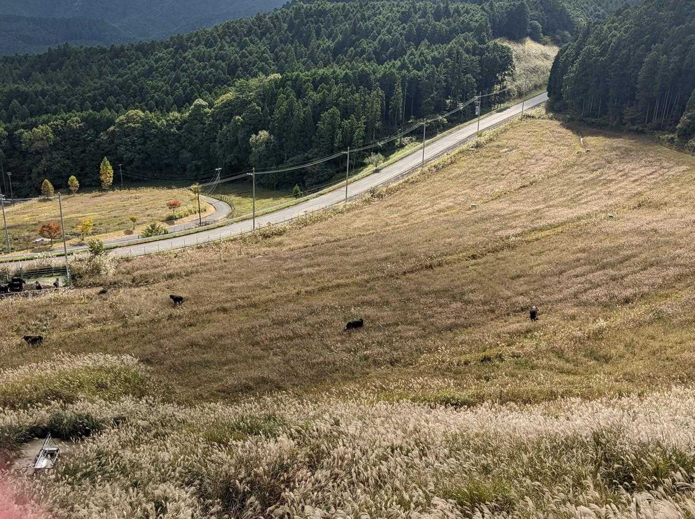 みつえ高原牧場🐂