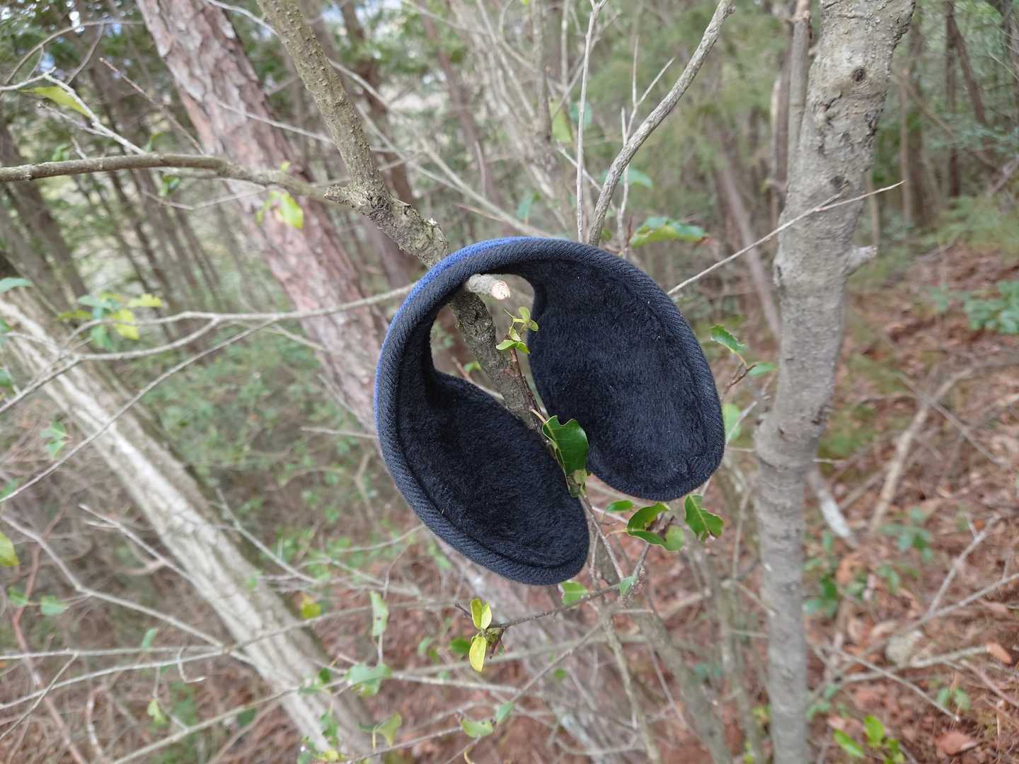 耳あての忘れ物！誰かか分かりやすく木に🌳引っ掛けてくれてますよ(｣°ﾛ°)｣