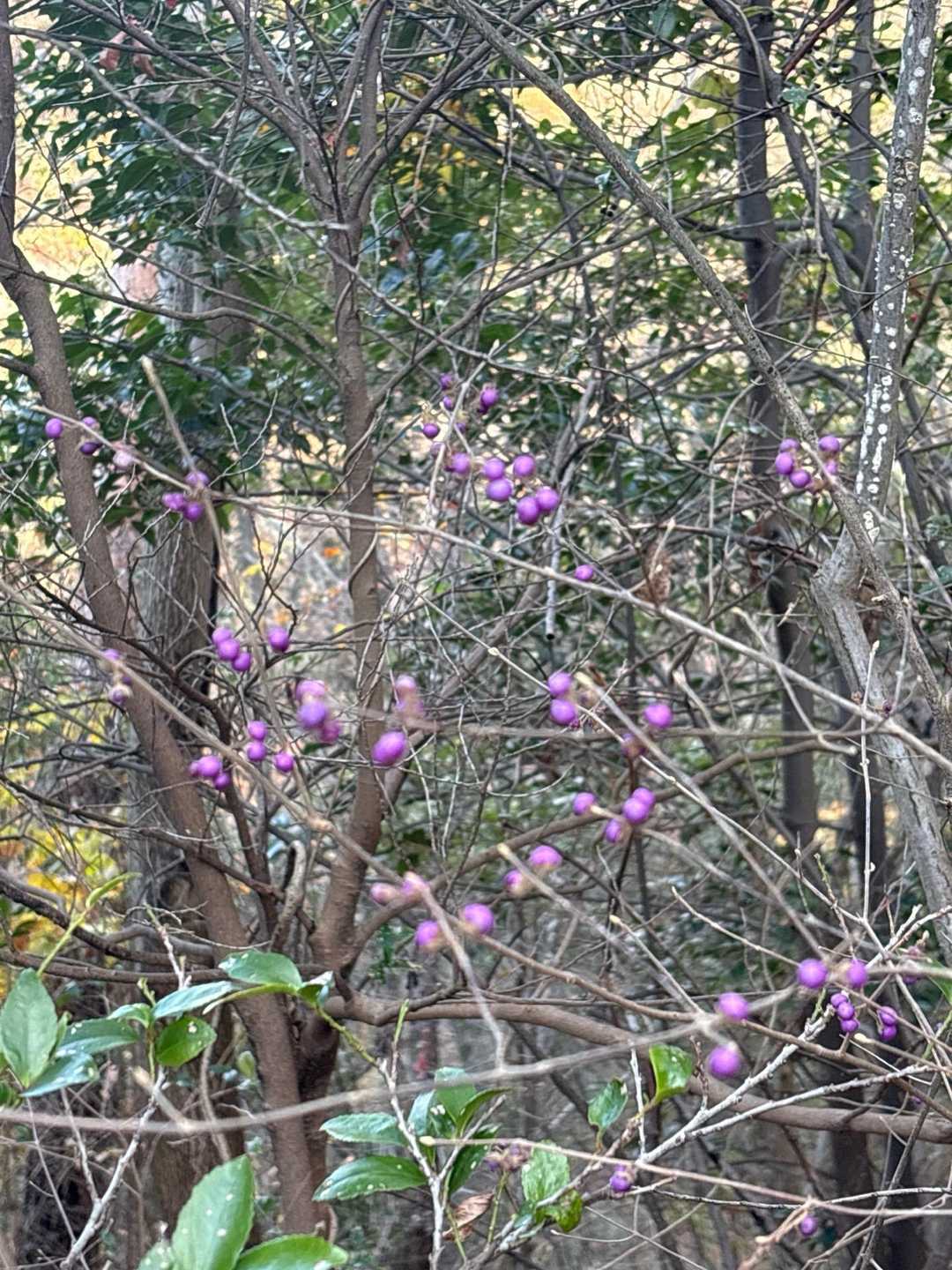紫式部