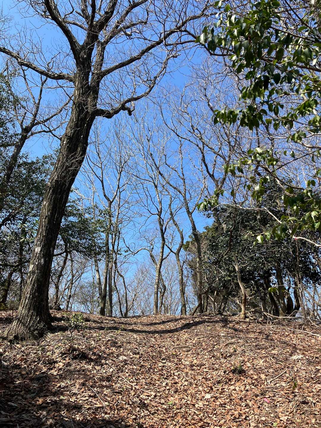 空が青く見えてきました。とりあえず一つ目のピークに到着かな？