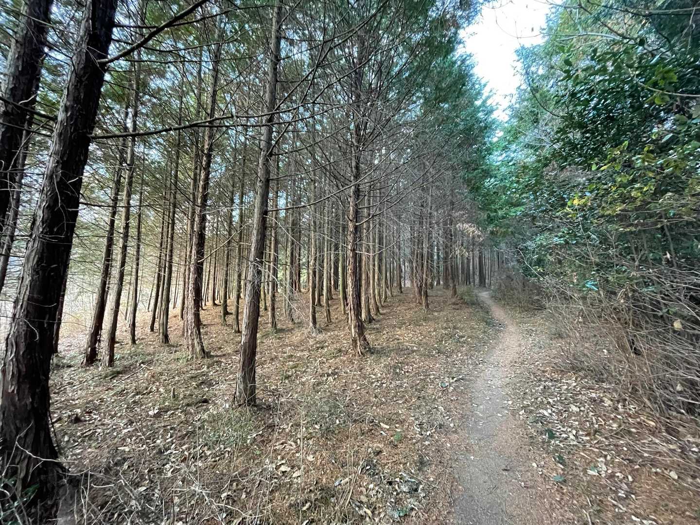 🌳この感じ好き😊❤️です