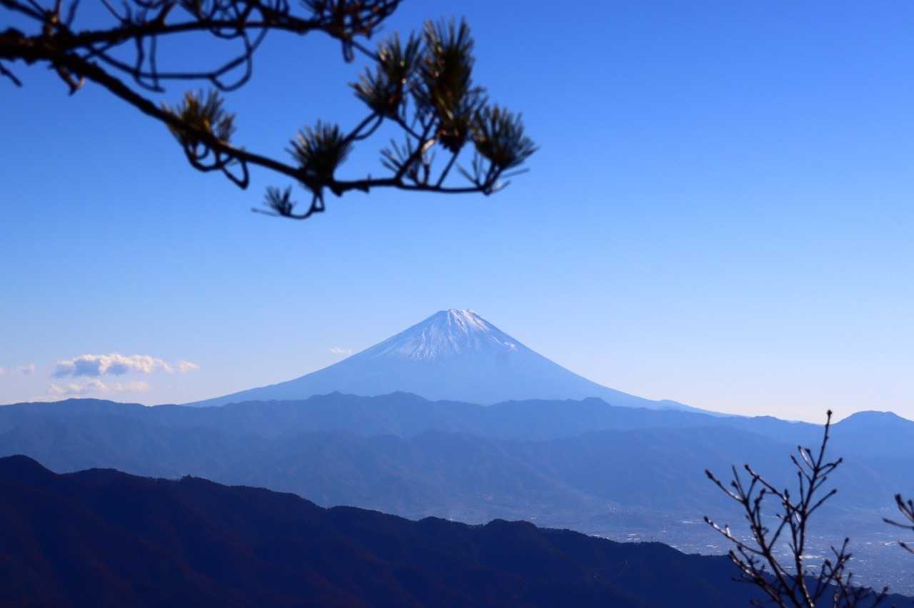 松の枝葉を入れて📸