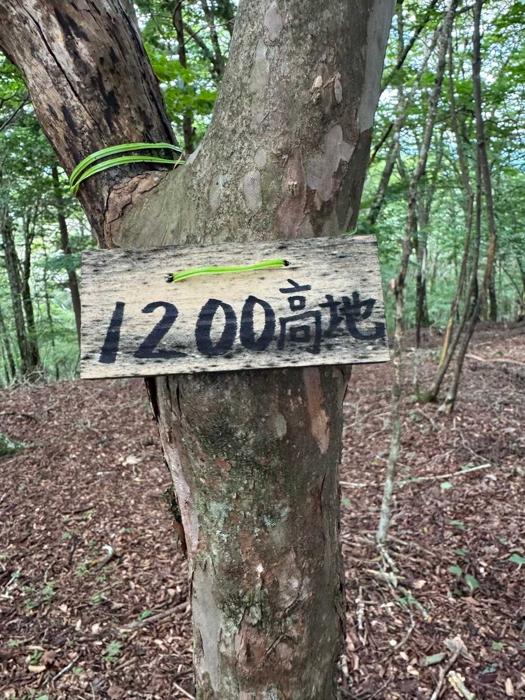 小さくて、わからなかった