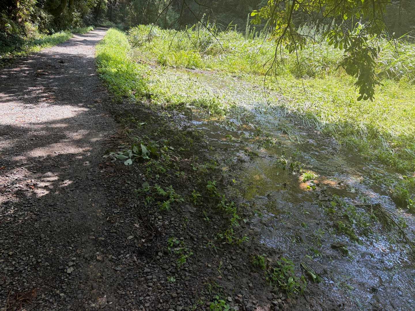 昨日までの大雨の影響か、道ではない右側は水が流れてる💦