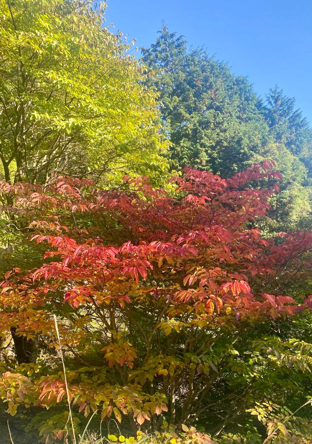 今年の紅葉🍁は、ほとんどYAMAPで見てる感じ。直接見たのは、これが今シーズン初？