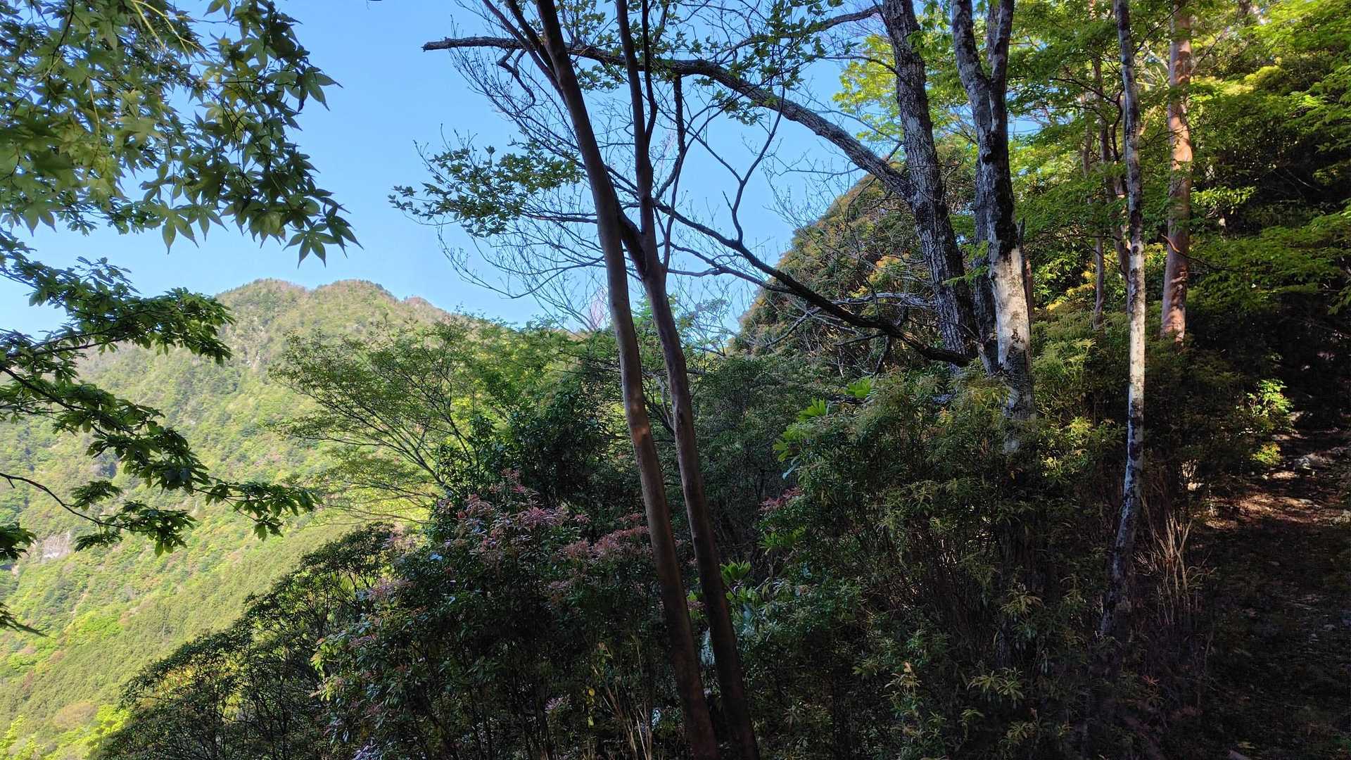 目指す大杉国見山の手前のピークが見えた