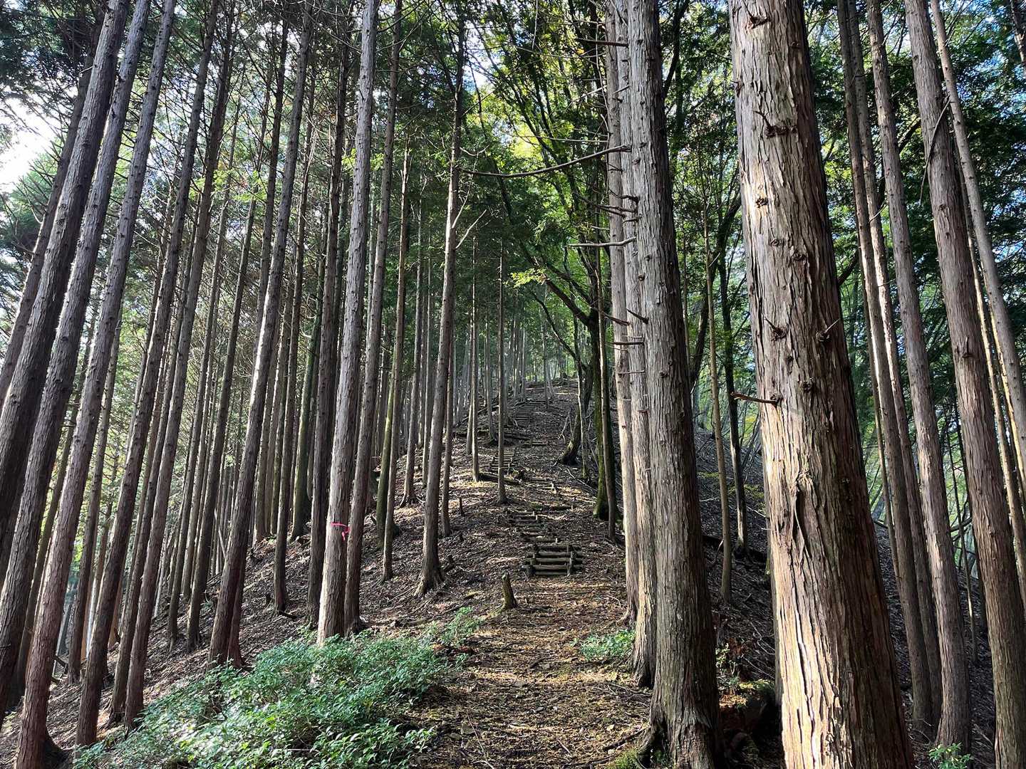 あと少しで山頂
うれしい登山道♪