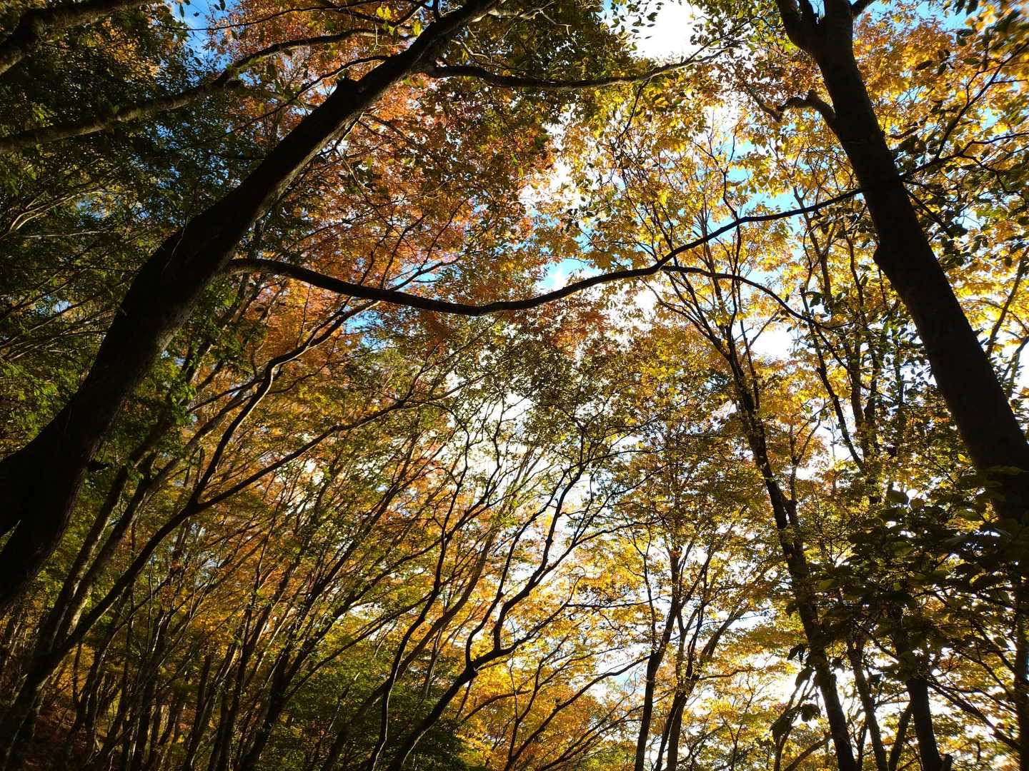 下山中の紅葉①