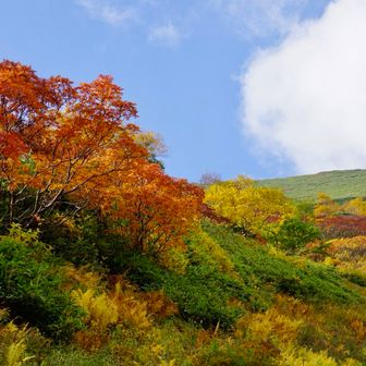 光の当たり方で、紅葉も違いますね！
