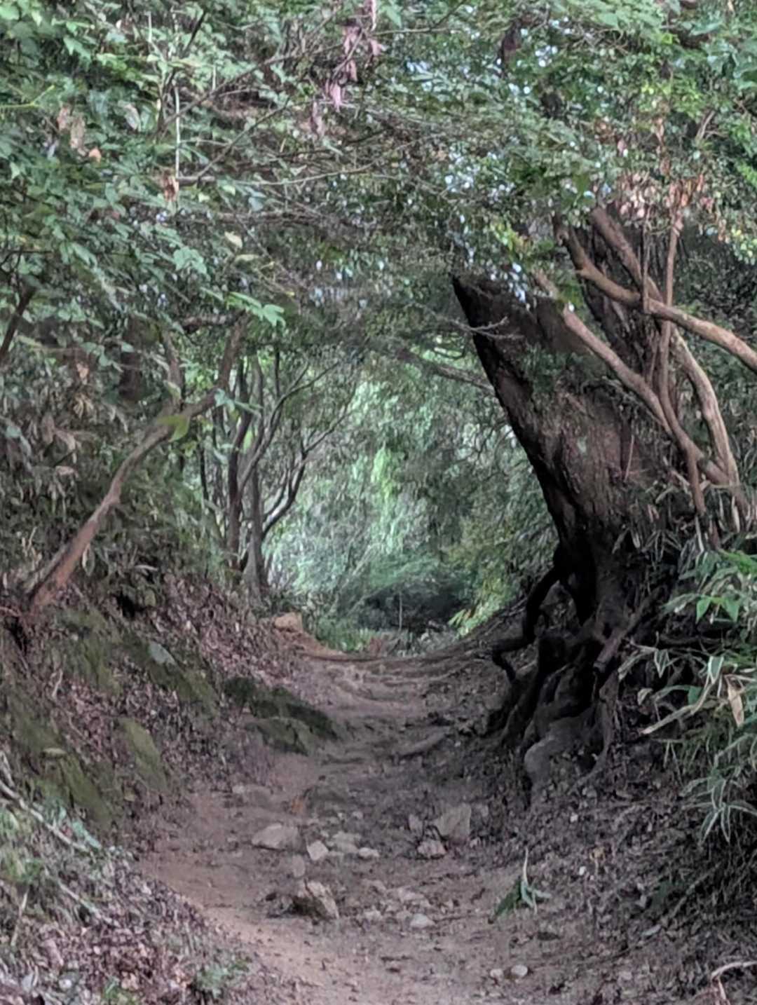 朝もまあるい道🙆