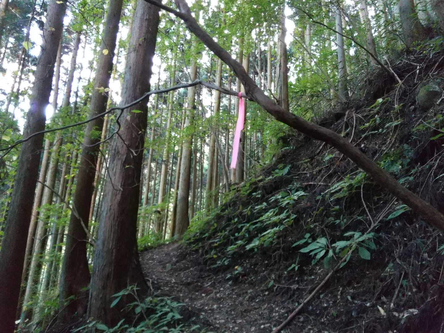 目印
道迷いせず歩ける