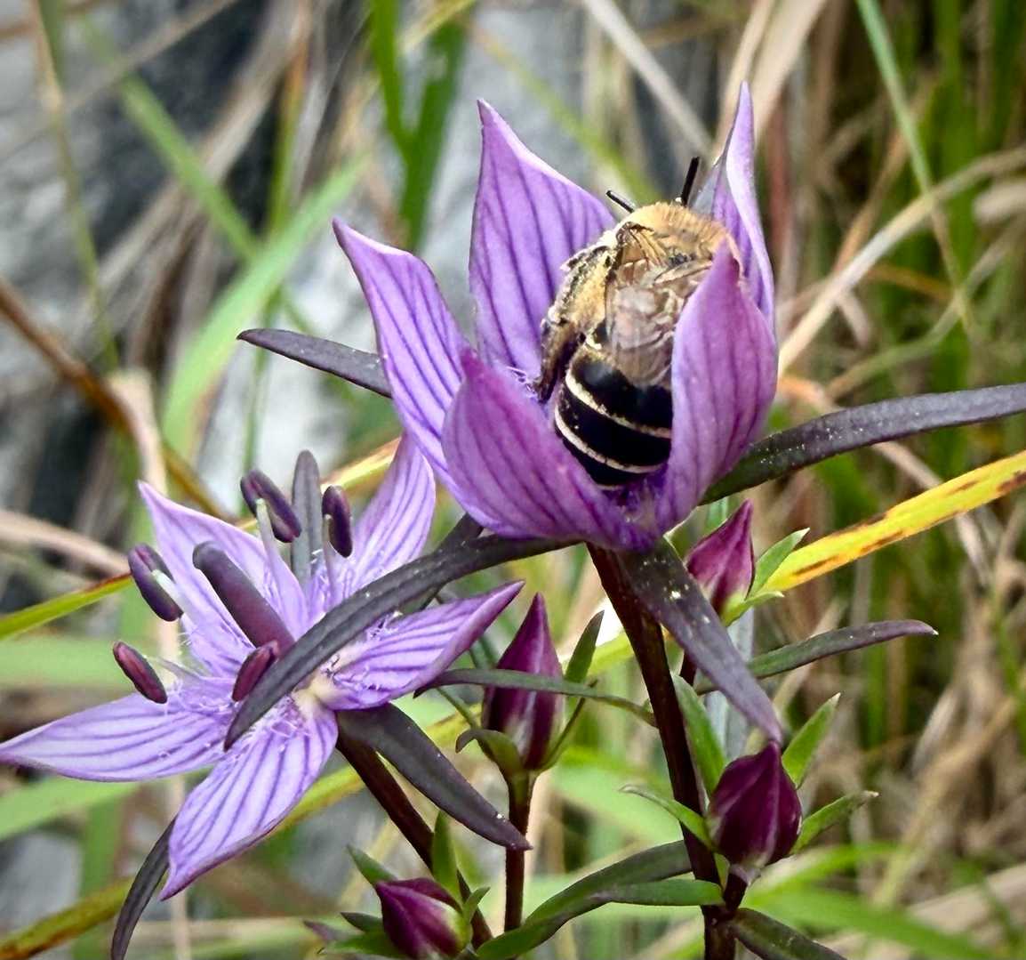 蜂も花弁に包み込まれ🐝