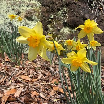 水仙も咲いてた