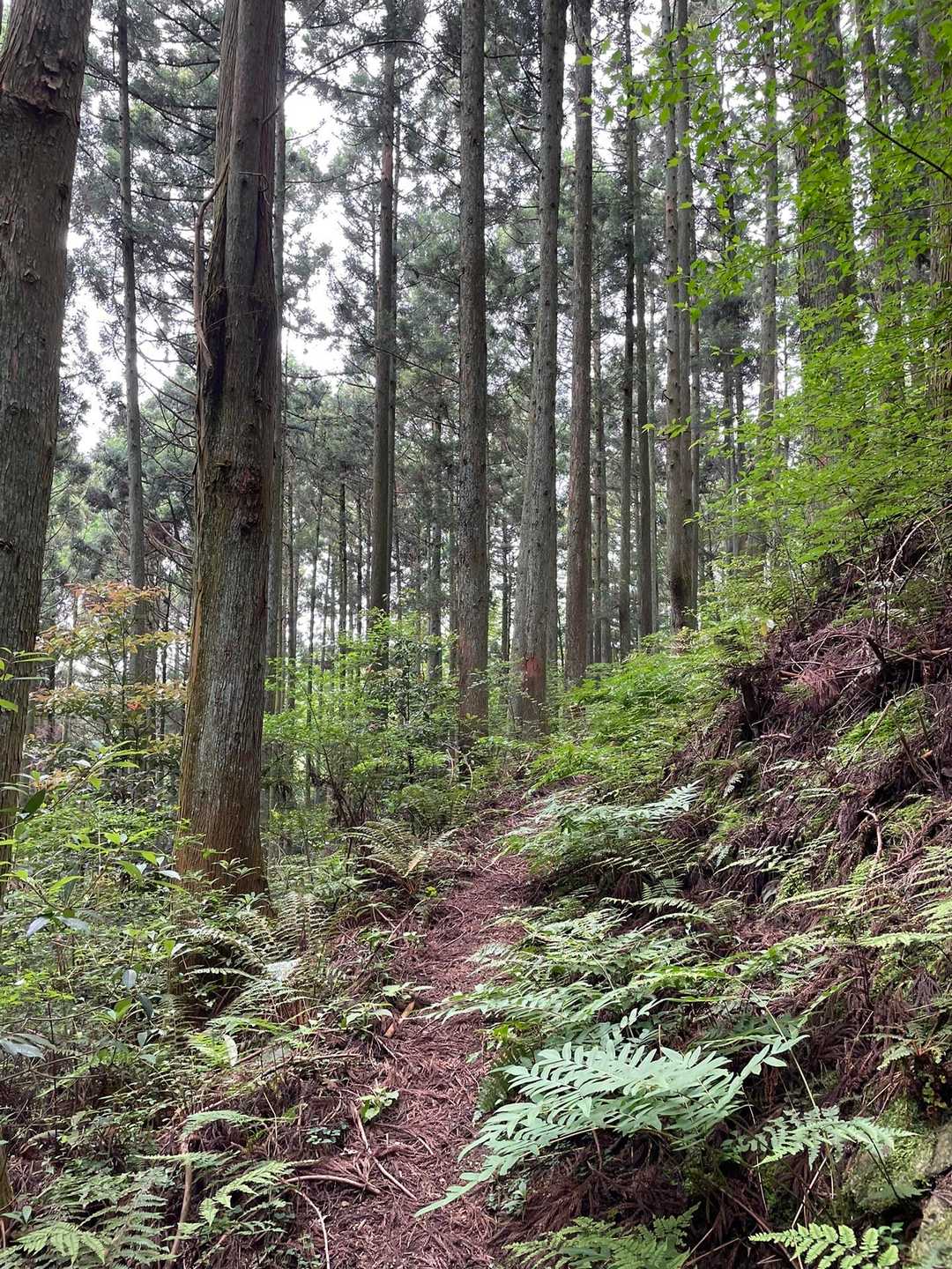 大平山登り口-大谷山取付き-大平山 往復コースの写真