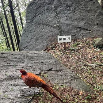 🪨と🐔