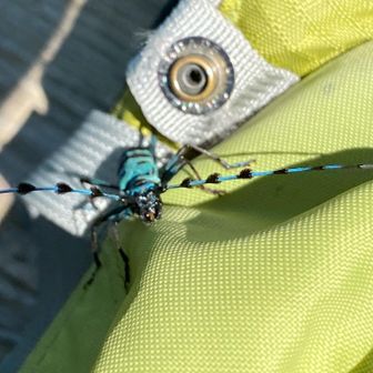 なんか登ってる。