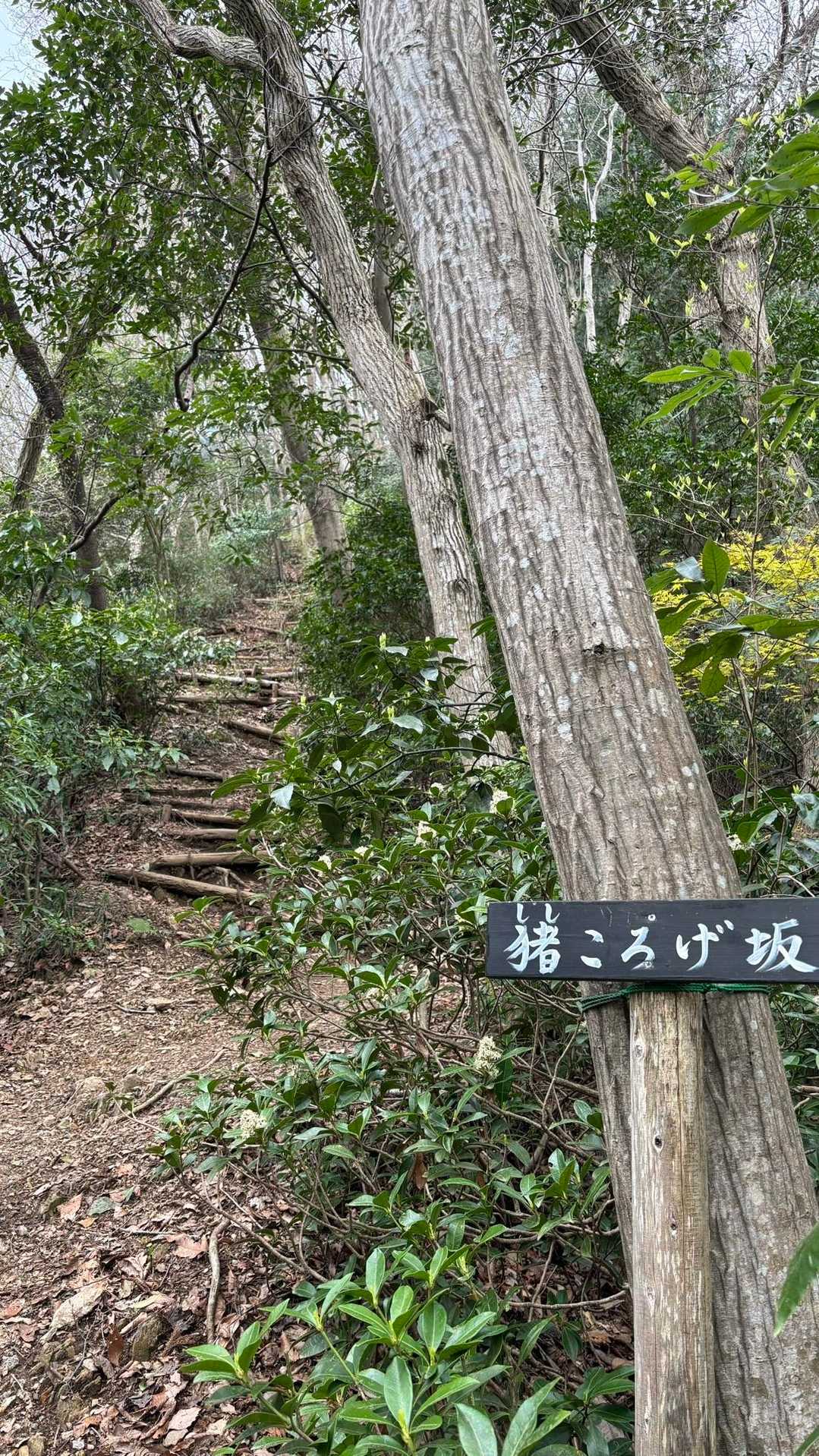 大川戸登山口-雨巻山 往復コースの写真