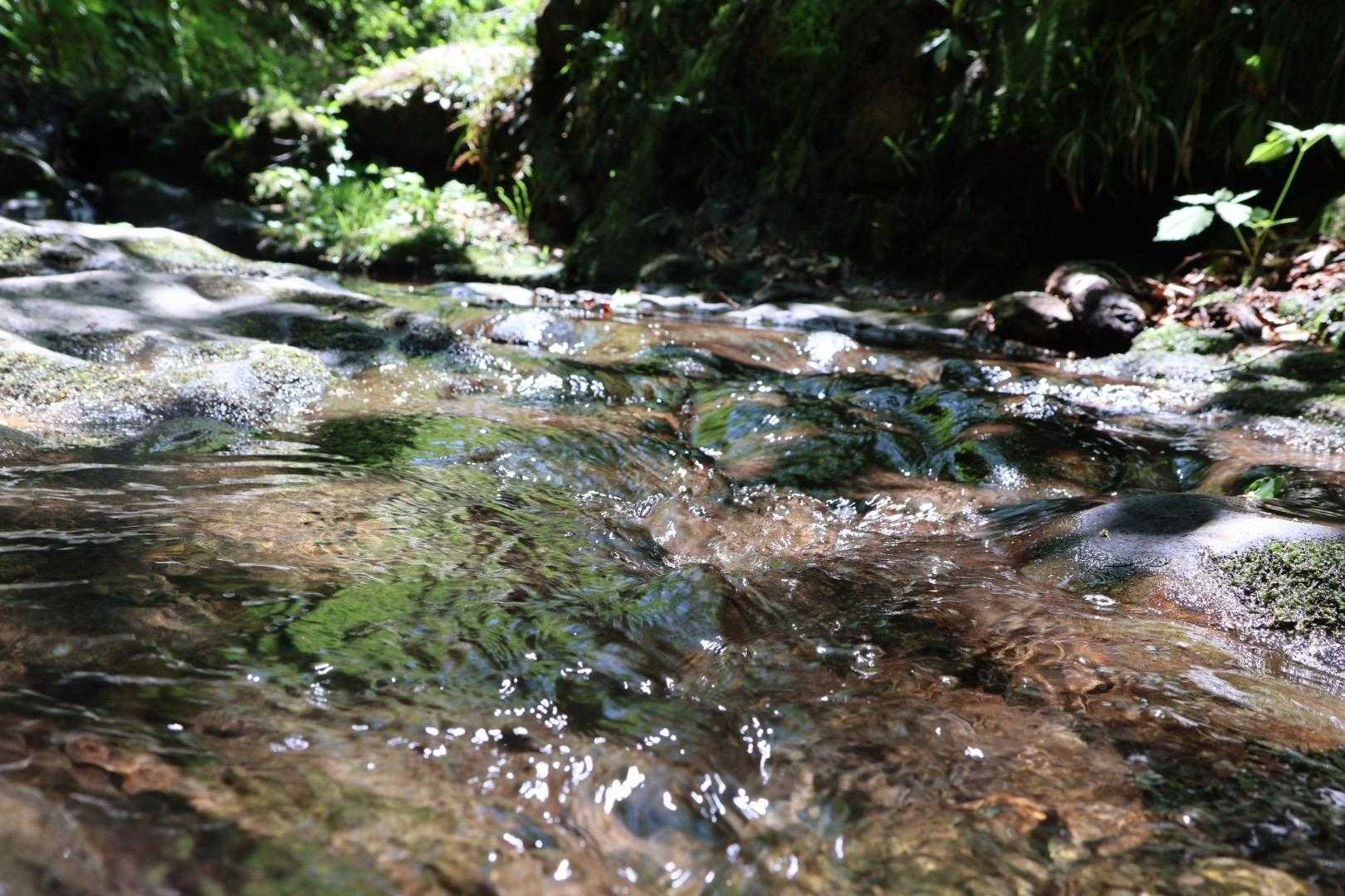 栂海新道入口-坂田峠-金時の頭-山姥平-白鳥山-鳥居杉-山 周回コースの写真