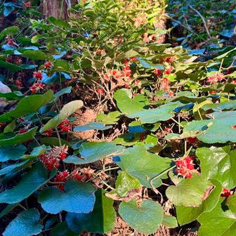 鞍掛山への登山道には木イチゴが一面に群生してました🍓　
後から調べたら、なかなかの美味らしいです😲
