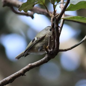 🎶この囀りは⁉️📷️出して⤴️
キクイタダキ🐦️💛
かくれんぼ上手ね～🐦️💛
頭が見えないよ〜🤣📷️
でも出逢えて嬉しい😆🐦️💛