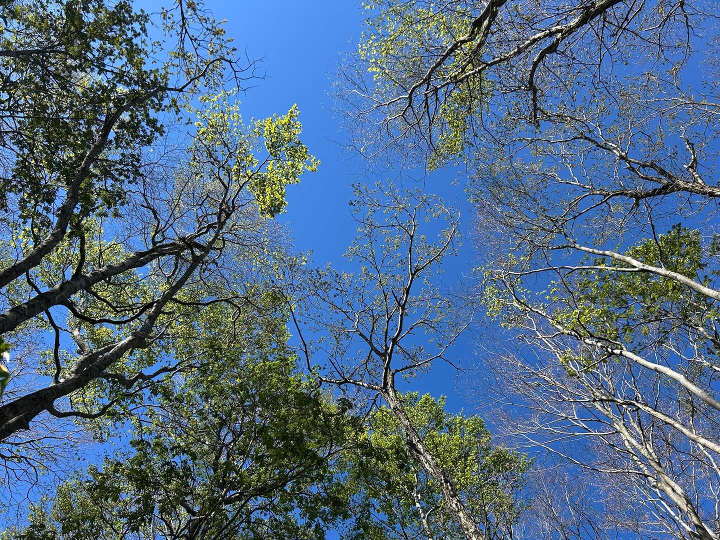 大万木山 往復コースの写真