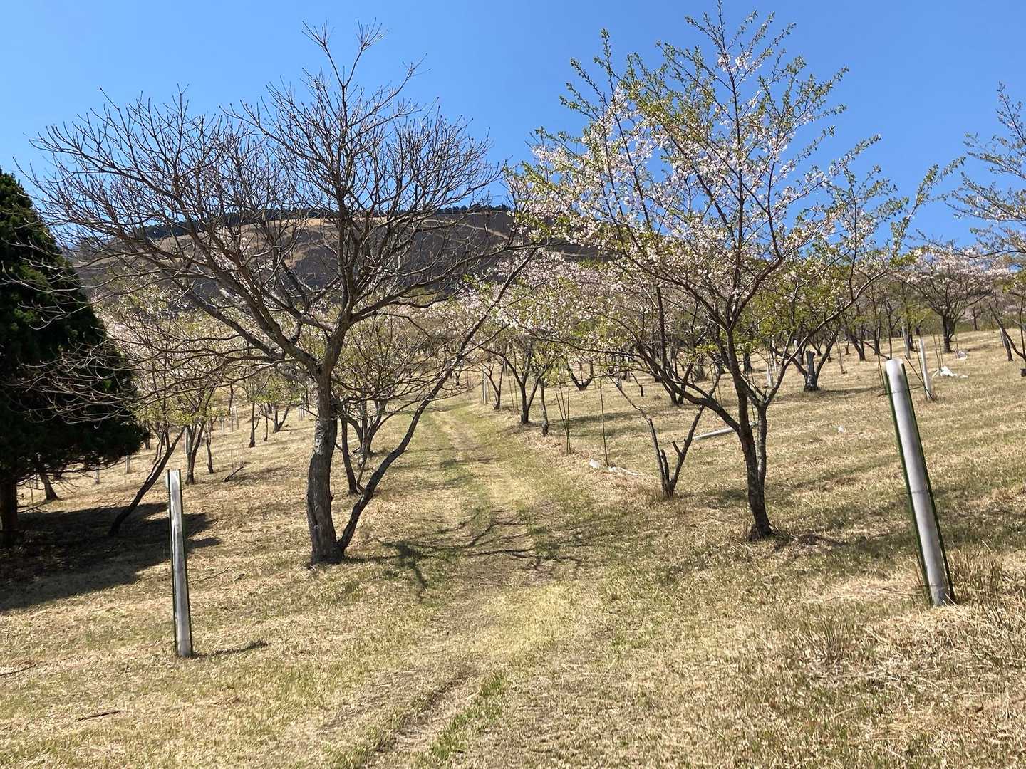 桜の園は葉桜