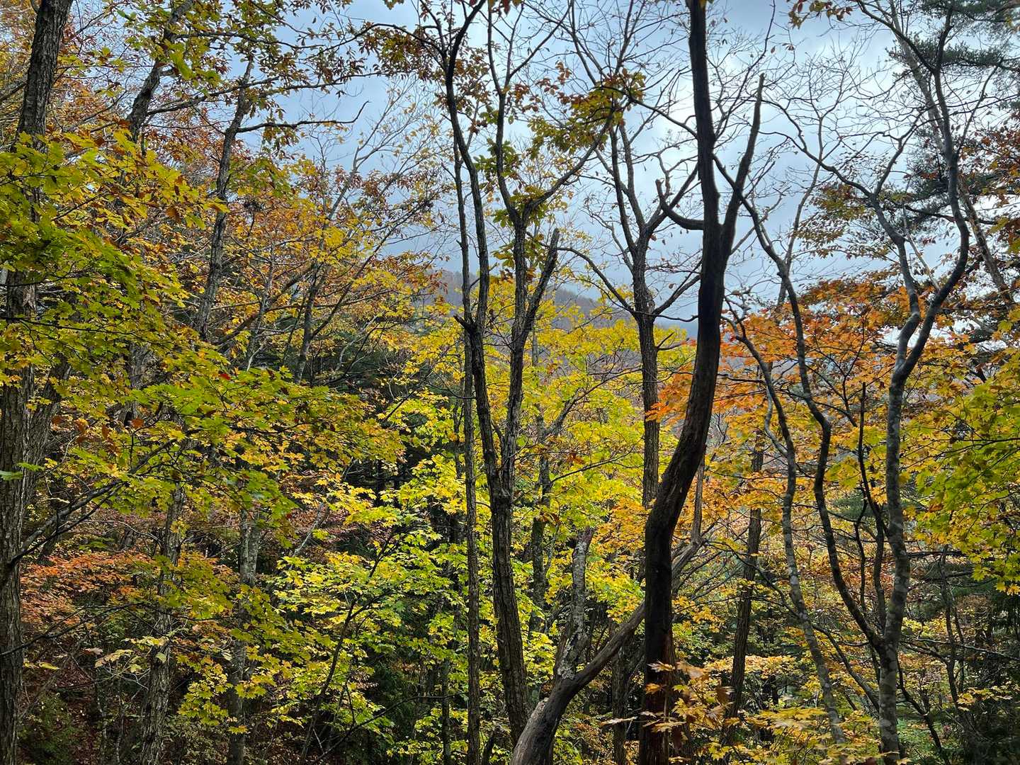 キャンプ場付近の紅葉は見頃🍁