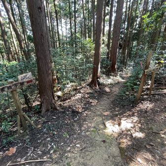 戻ってこの分岐を五常山方面へ

この手前で大型動物の気配に思わず身構えると、カモシカがものすごい勢いで逃げていくところでした😮‍💨