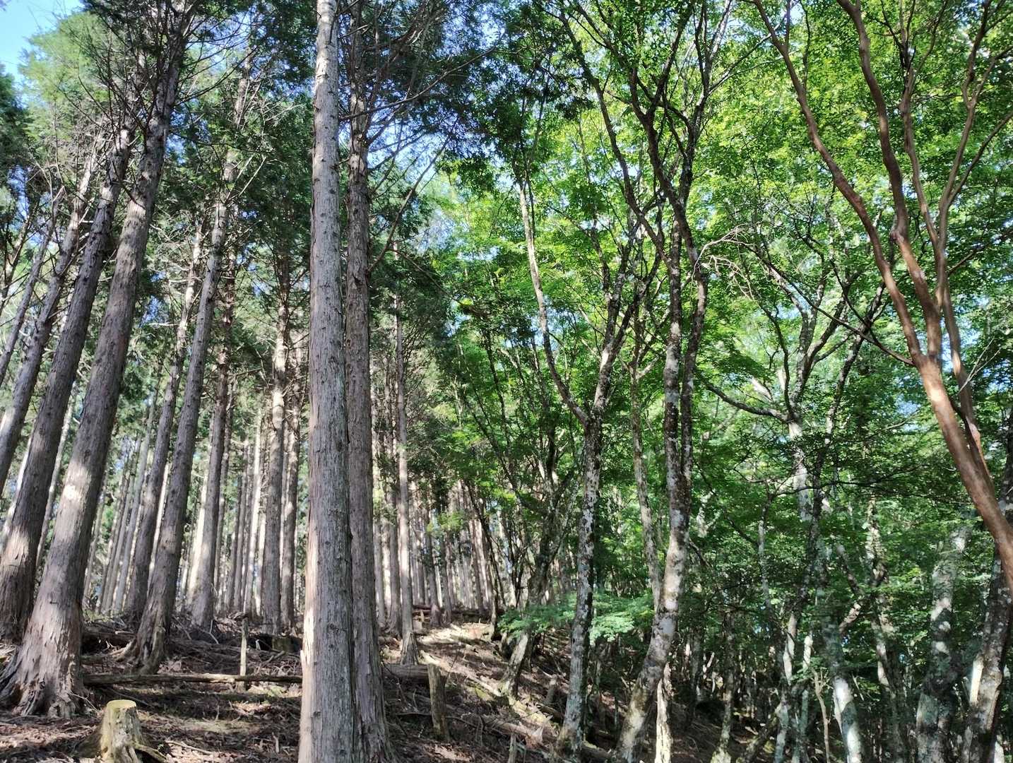 駐車場から林道を30分ほど歩きようやく登山口へ。
6月なのにヒグラシの鳴く中をしばらく登っていくと、植林とブナの境目を見つけた👀（2分割の写真じゃないよ）
