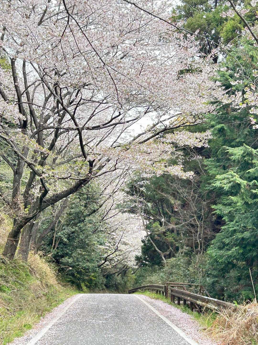 この景色🌸大好き
