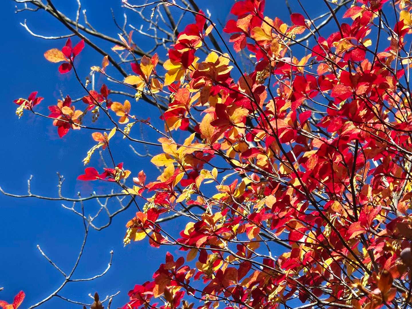✨青い空と🍁