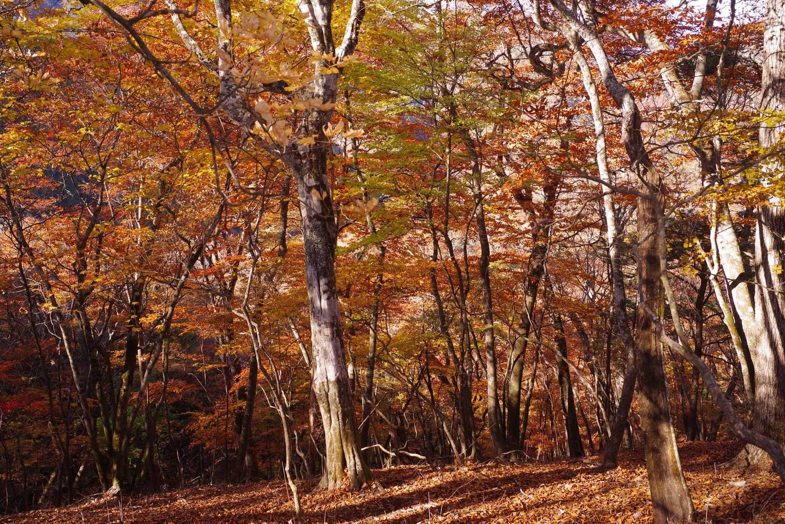 良い紅葉🍁時期っぽい