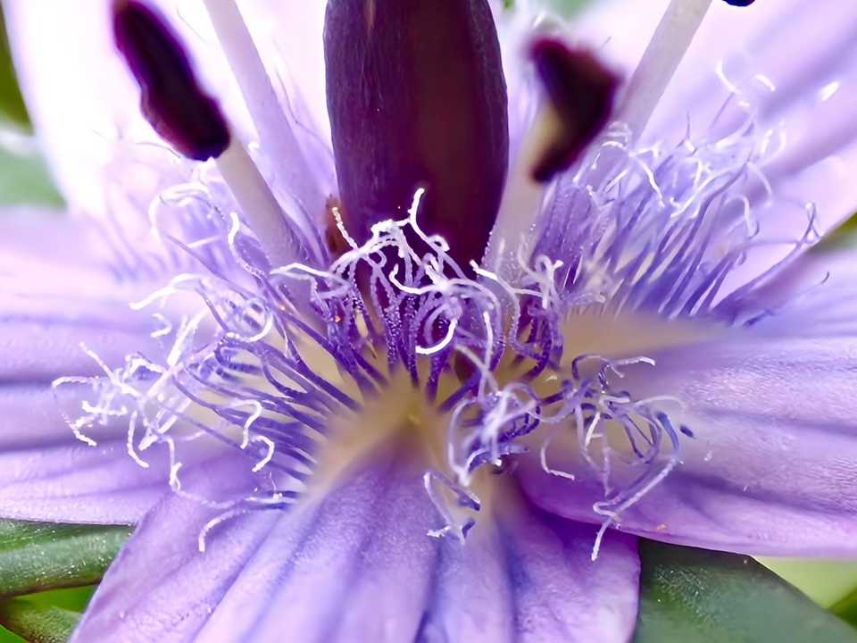 ムラサキセンブリ』 リンドウ科 セン / サンピカさんのモーメント