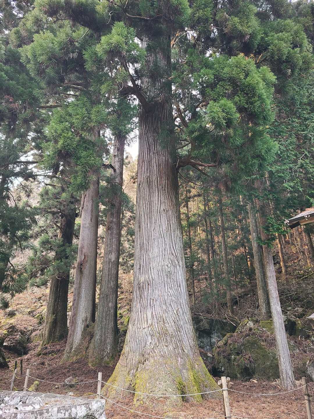立派な大杉。