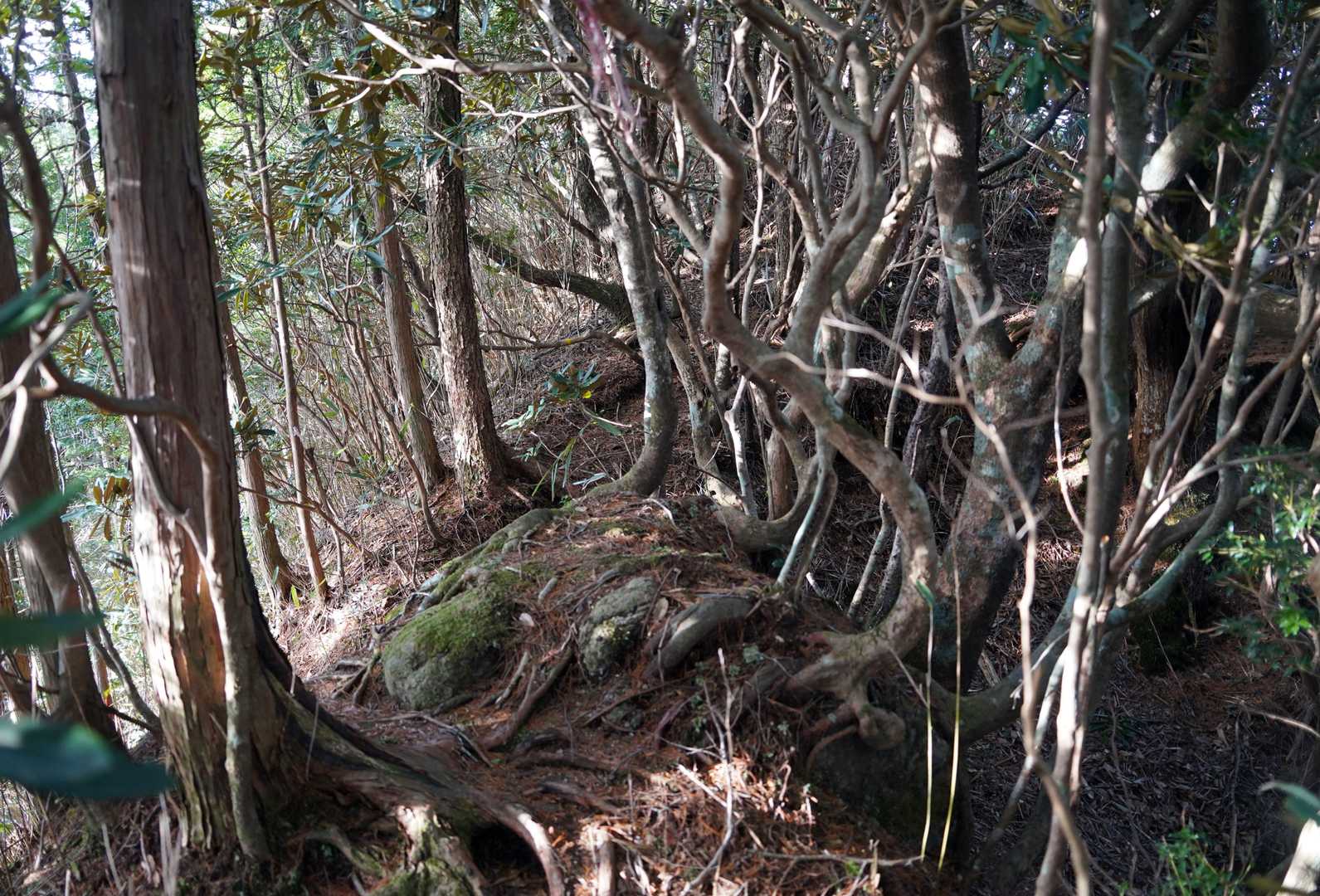 半作峠-半作嶺 往復コースの写真
