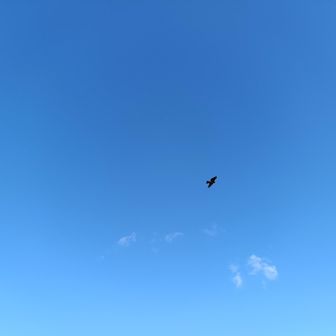 ベンチで座っている私と妻の間を、後ろから凄まじい速さで鳶が降下してきて、手に持っていたパンをさらっていきました！一瞬でパンが消えて瞬間マジックのような状態だったけど、すぐに鳶の仕業と分かりました！笑

2026年、これは何だかいいことありそう♪