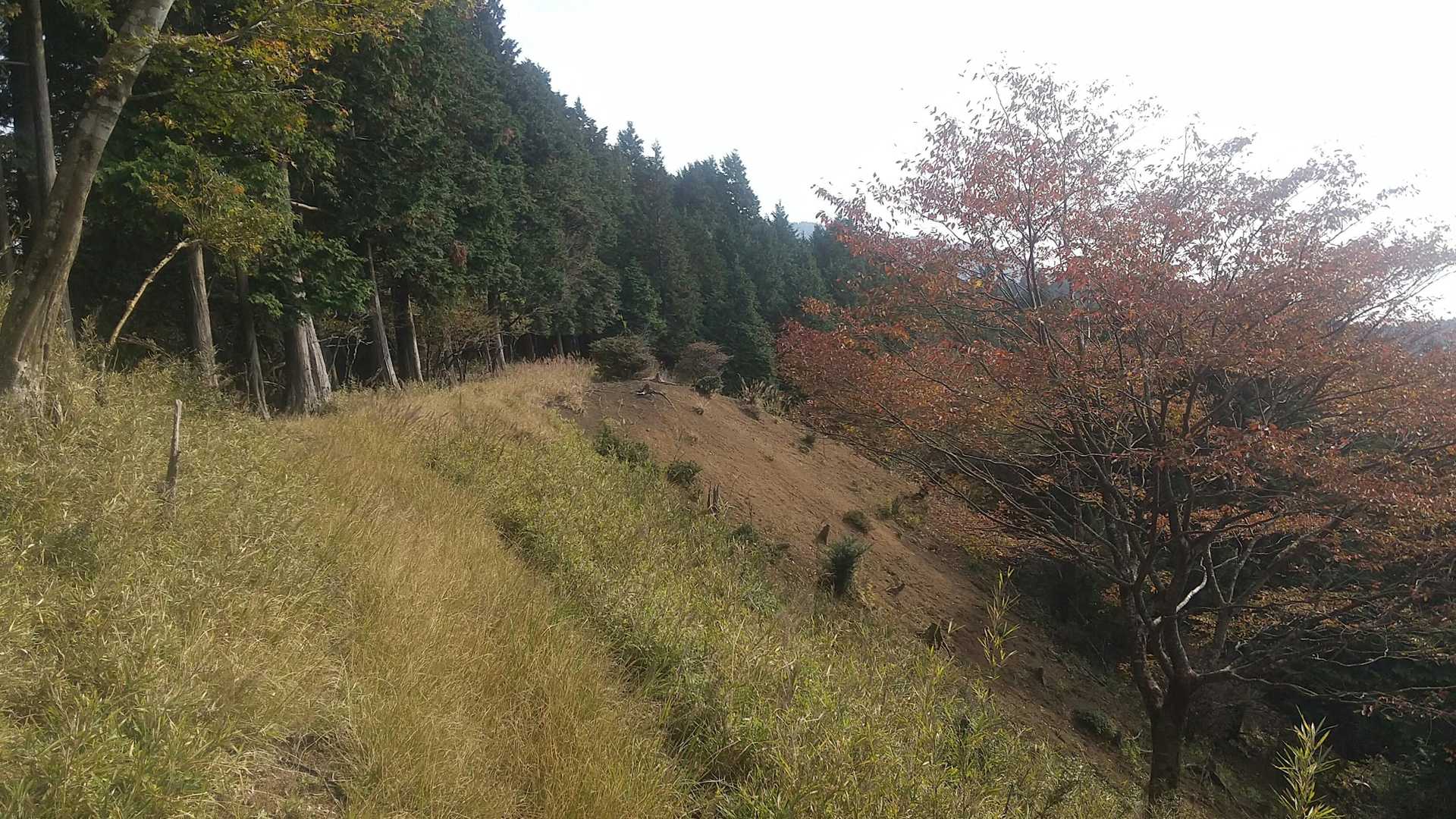 気持ちの良いトレイル🎶