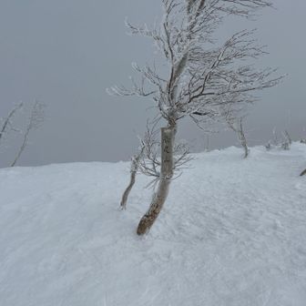 長尾山まできましたよ