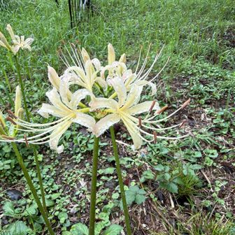 白の曼珠沙華