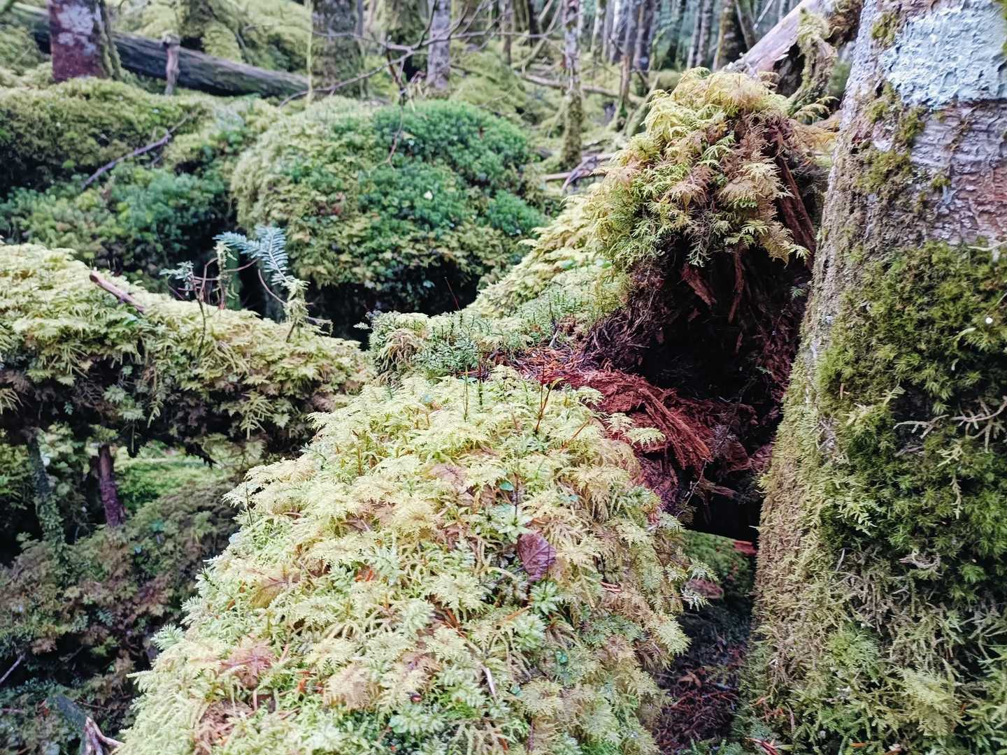 🌲🌿