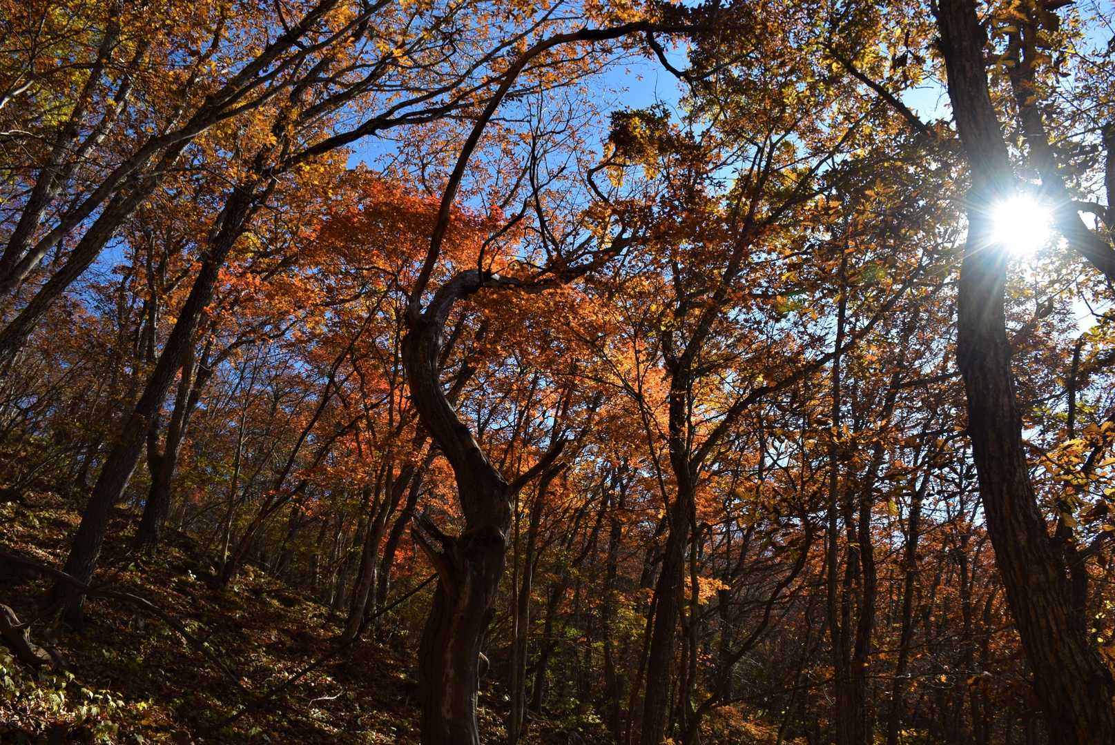 茅ヶ岳-深田公園入口 縦走コースの写真