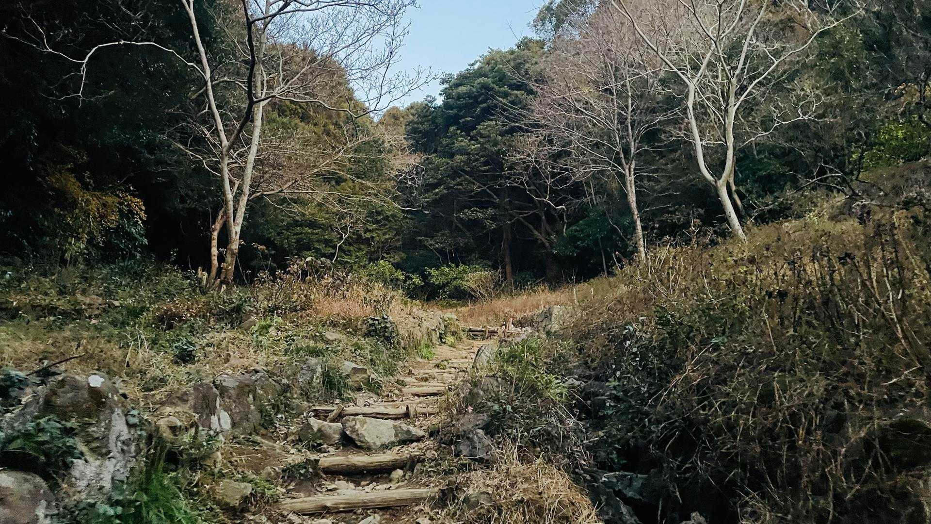 道は手入れされており安心です🚶‍♀️‍➡️🚶‍♂️‍➡️