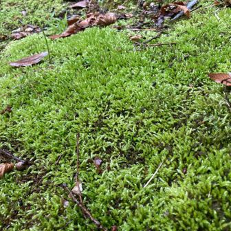 雨で苔が生き生き
