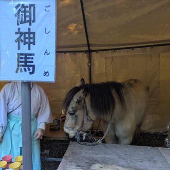 御神馬🐴いづめちゃん