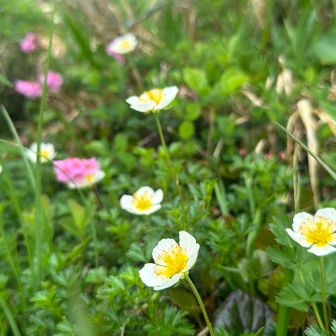 チングルマ。
場所によってお花だったり綿毛だったり。