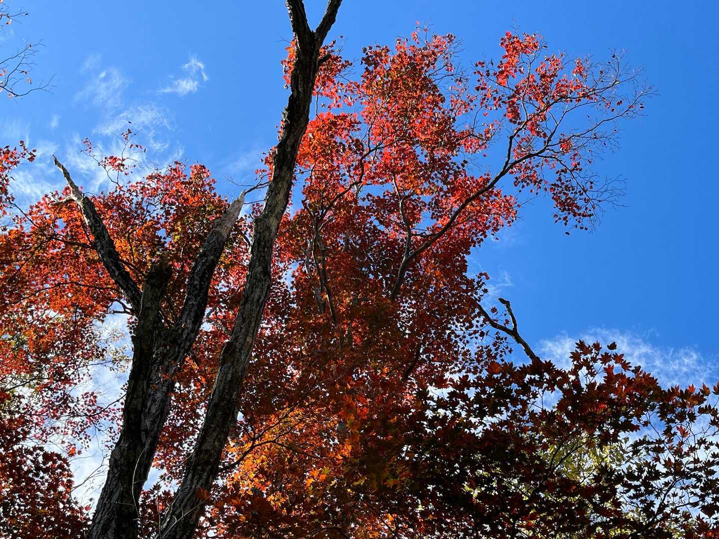 🍁真っ赤