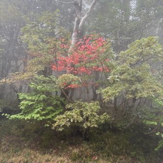 目を引く紅葉🍁