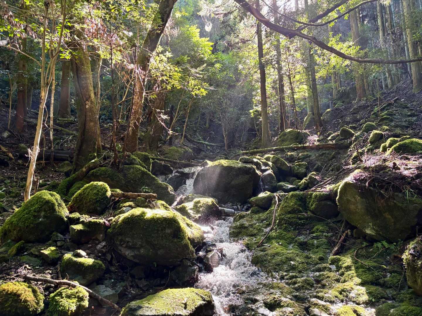 ちょっと日差し最高すぎるんですけど！
緑の輝きが放たれまくってるんですけど！