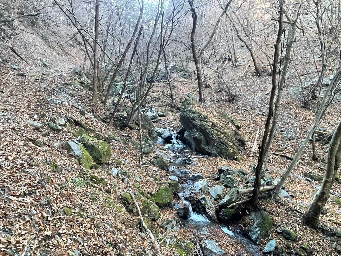 沢沿いの林道を⸒⸒⸜( ˶'ᵕ'˶)⸝…ᰅ‹ᰅ‹ᰅ‹